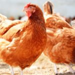 Poultry Farming Business in Nigeria (Complete Guide) How to be a successful poultry farmer
