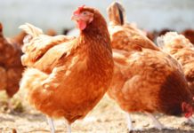 Poultry Farming Business in Nigeria (Complete Guide) How to be a successful poultry farmer