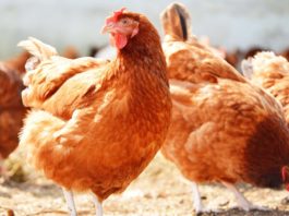 Poultry Farming Business in Nigeria (Complete Guide) How to be a successful poultry farmer