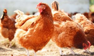 How to be a successful poultry farmer 