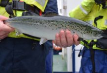 Fish Farming Business in Nigeria (You Need to Know this) Fish Farming Business in Nigeria