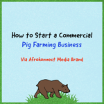 How to start a Commercial Pig Farming Business - Afrokonnect