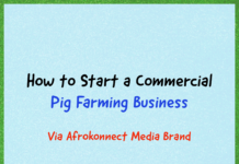 How to start a Commercial Pig Farming Business How to start a Commercial Pig Farming Business