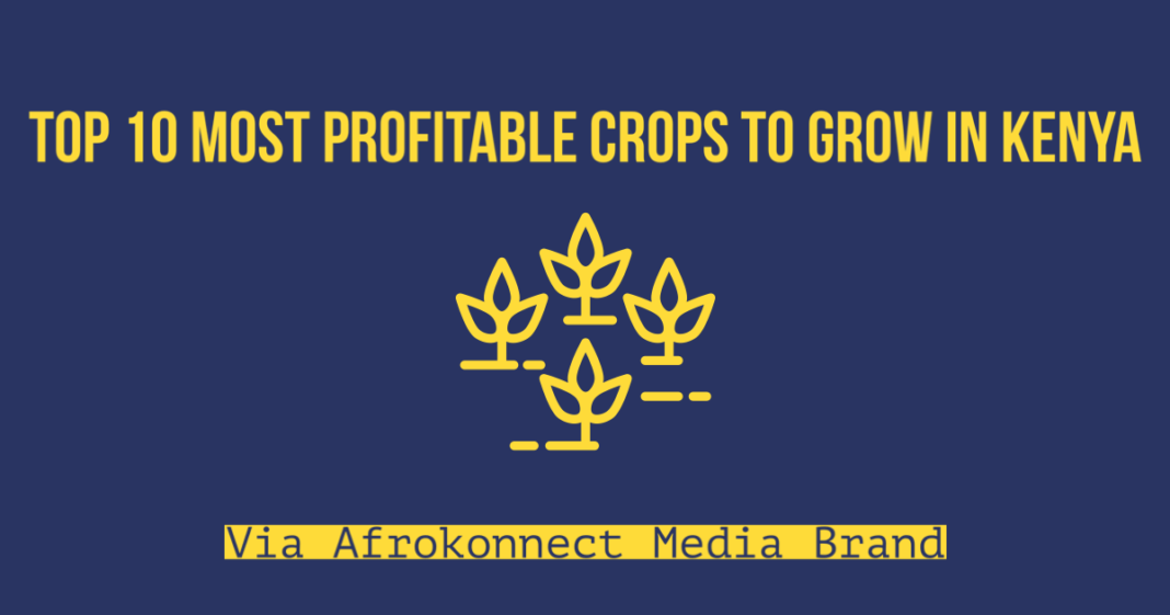 10 Most Profitable Crops to Grow in Kenya (High Value Crop) Afrokonnect
