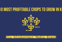 10 Most Profitable Crops to Grow in Kenya (High Value Crop) Most Profitable Crops to Grow in Kenya (High Value Crop)
