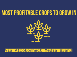 10 Most Profitable Crops to Grow in Kenya (High Value Crop) Most Profitable Crops to Grow in Kenya (High Value Crop)