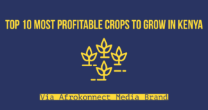 Most Profitable Crops to Grow in Kenya (High Value Crop)