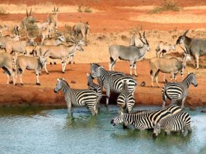 10 Tourist Destinations in Kenya: Places to Visit for Fun 