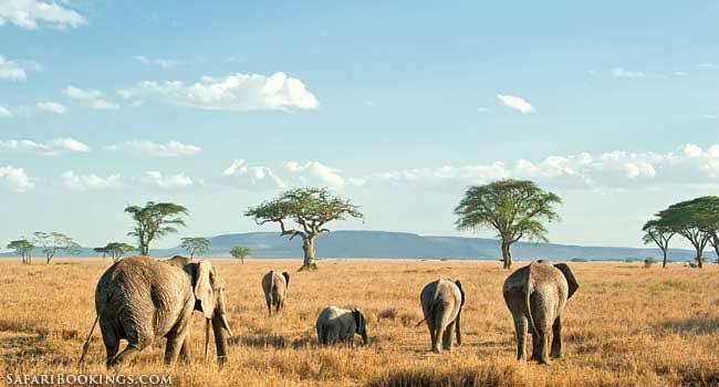 African Wildlife Reserves